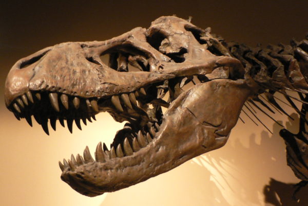 Can A Texas Doctor Keep A Mongolian Tyrannosaurus Skull?