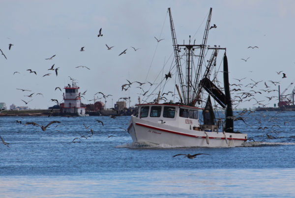 Oyster Farmers Say Harvey Devastated Galveston Shellfish Harvests