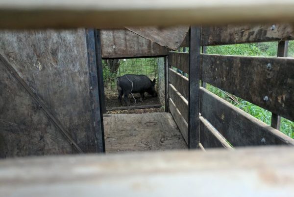 Porkers Into Profit: How Some Are Dealing With Texas’ Problem Pigs