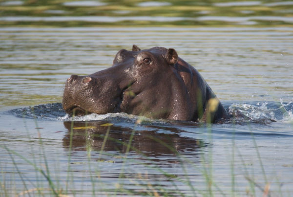 Ever Tried A Hippo Steak? How The US Almost Ditched Beef For Hippo