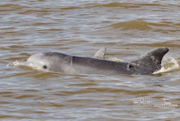 Galveston’s Bottlenose Dolphins Have Puzzling Ailments Since Harvey