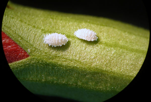 ‘Mealybugs Are Just Mealybugs’: They’re Cool But They Won’t Turn Into Beetles