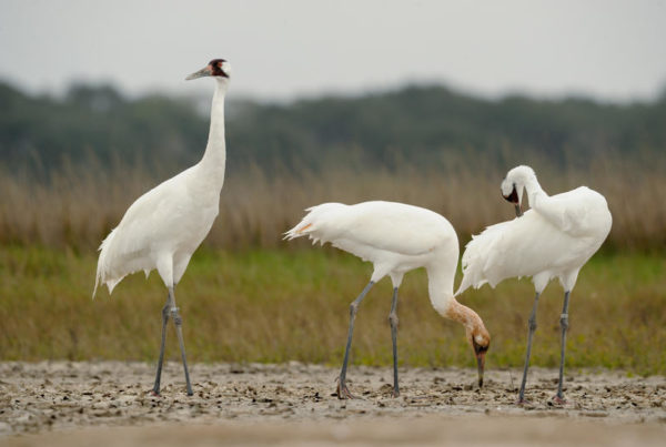 Whooping Crane Populations Are On The Rise, But That Concerns Gulf Coast Conservationists