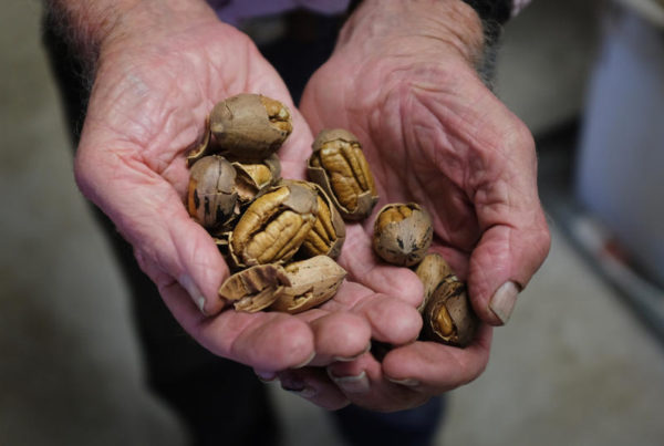 Where Are All The Wild Pecans In Austin This Year?