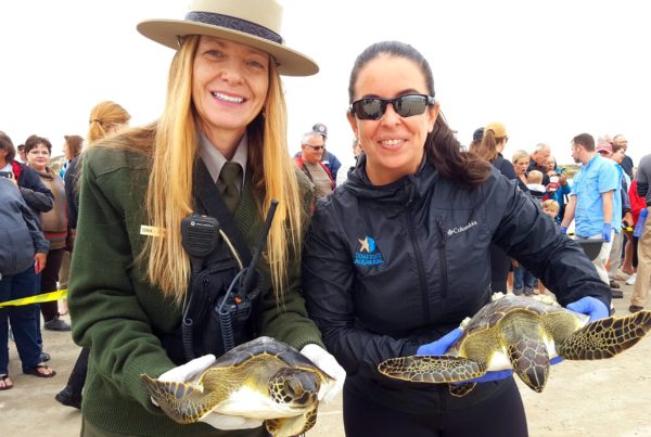 This Winter, Gulf Coast Scientists Are Rescuing More Cold-Stunned Turtles Than Ever