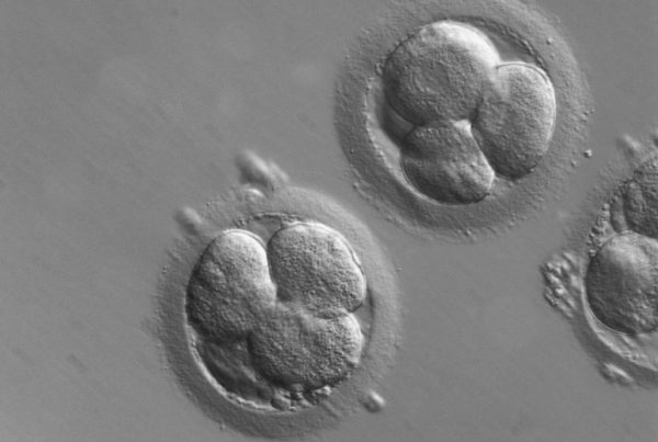 When A Couple Breaks Up, Who Gets The Frozen Embryos?
