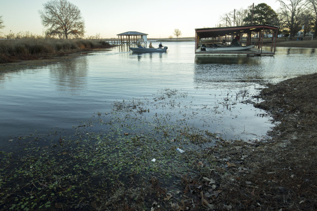 In Lake Fork, A Tiny Plant Threatens TrophySized Fish, And A Way Of
