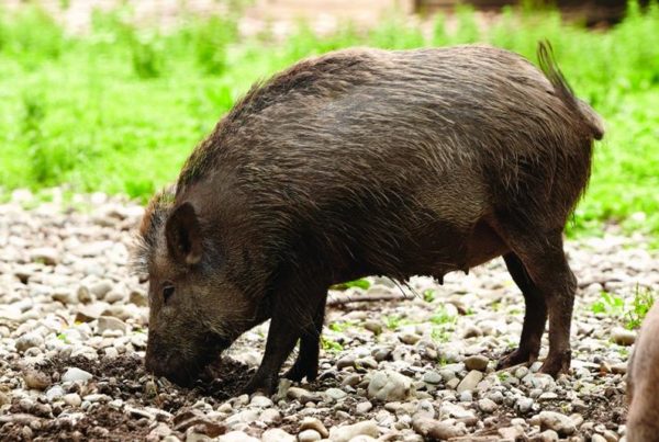 Texas Is Test Market For Federal Feral Hog Poisoning Program
