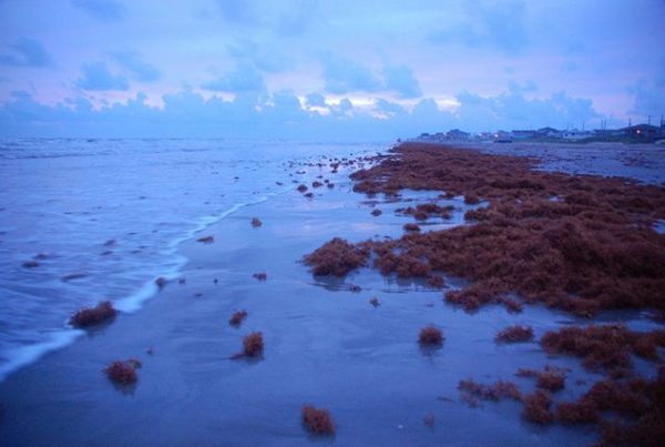 Galveston Researchers And The French Government Have A Question: What To Do About Sargassum?