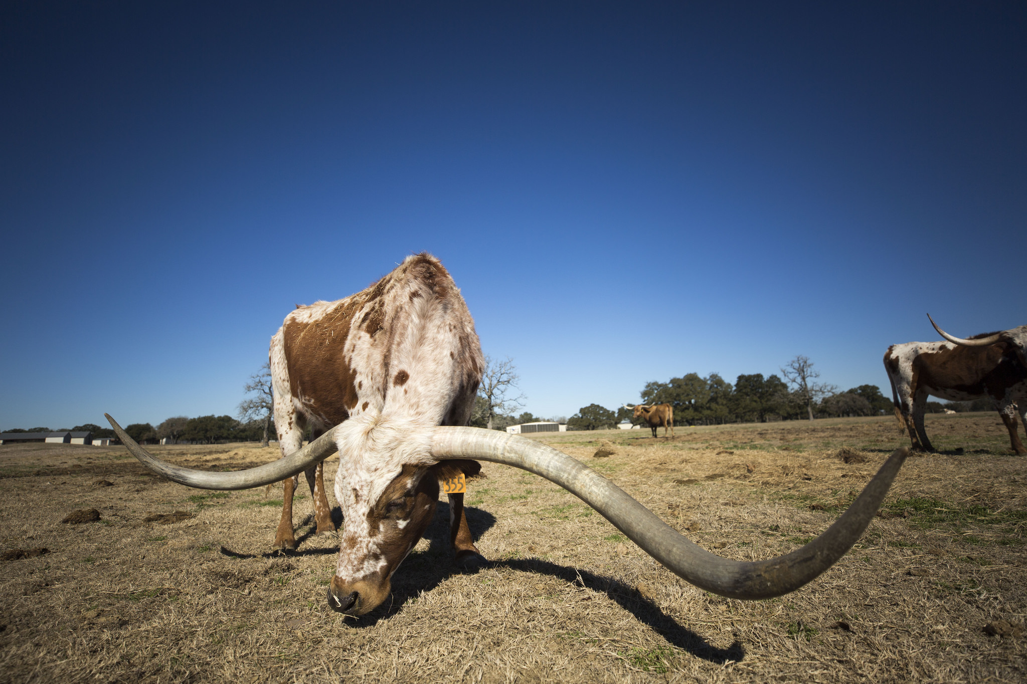 Longhorn Horn Growth Chart