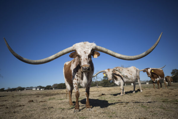 A $380,000 Longhorn? A Look At The Never-ending Race For The Biggest Horns In Texas