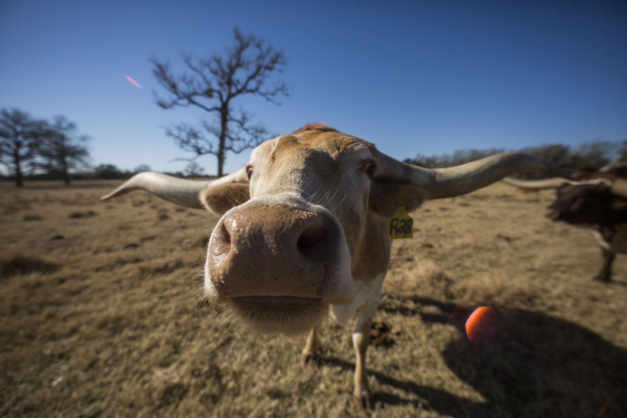 Longhorn Horn Growth Chart