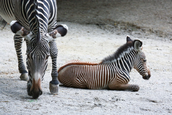 News Roundup: Help The Texas Zoo Pick A Name For Rescued Baby Zebra