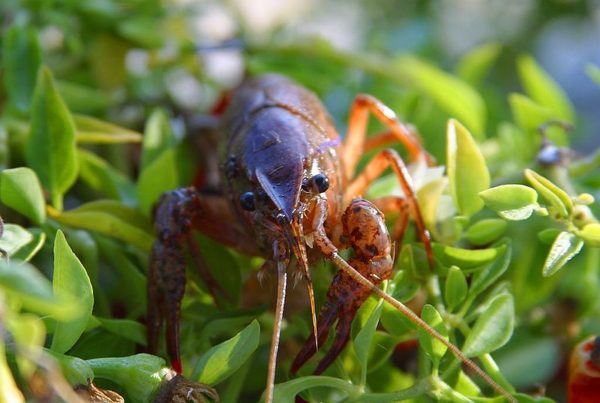 Cloned Crayfish – Or Is It Crawfish – Could Be Coming To Texas Waters