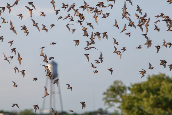 In Pursuit of Migrating Moths, Mexican Free-Tailed Bats Change Their Flight Plan
