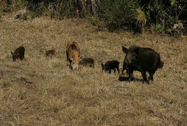 Is Texas Home To More Than 50 Percent Of The Nation’s Feral Hogs?