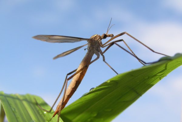 Some Of Those Winged Bugs Aren’t Mosquitos. They’re Crane Flies.