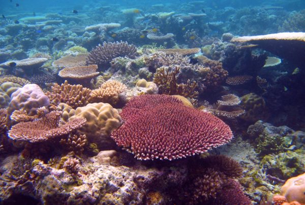 Researchers Say The Great Barrier Reef Can Be Saved, If We Address Climate Change