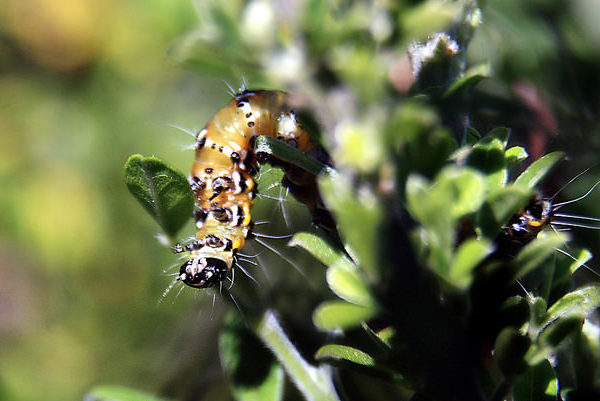 Manage Genista Caterpillars To Keep Your Mountain Laurels Looking Their Best