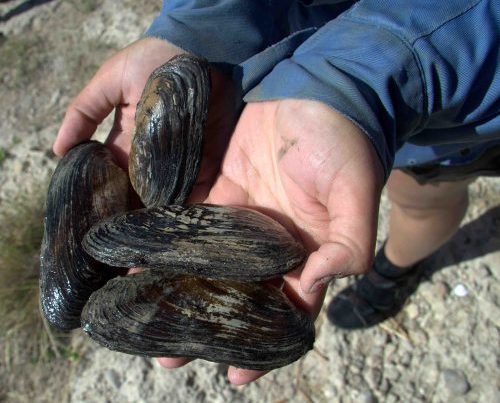 The Texas Hornshell Mussel: An Endangered ‘Engineer’ of an Endangered River System