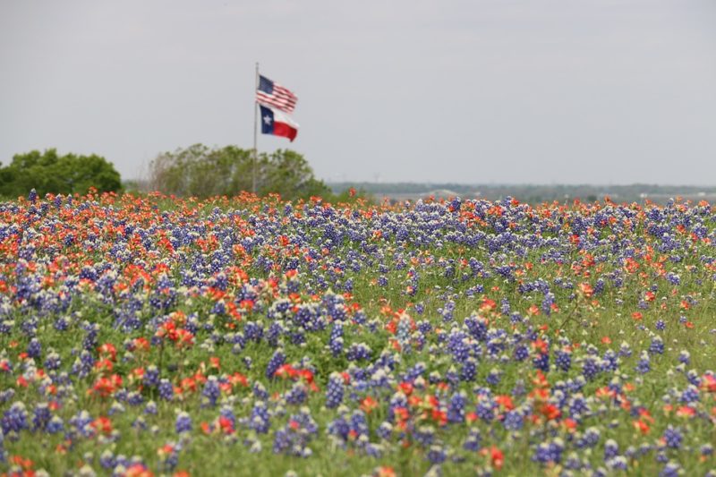 Now Is the Time to Plant Wildflowers in Texas. Here's How to Do It Right. –  Texas Monthly