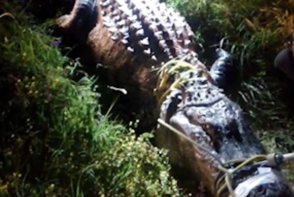 News Roundup: Cowboy Wrangles 12-Foot Alligator Found Near Cleveland, Texas Whataburger