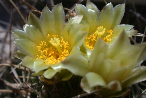 News Roundup: The Tobusch Fishhook Cactus Comes Off The Endangered Species List