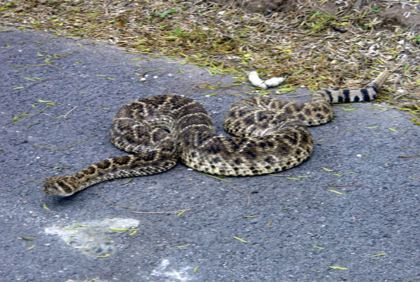What Should You Do If You See A Rattlesnake?
