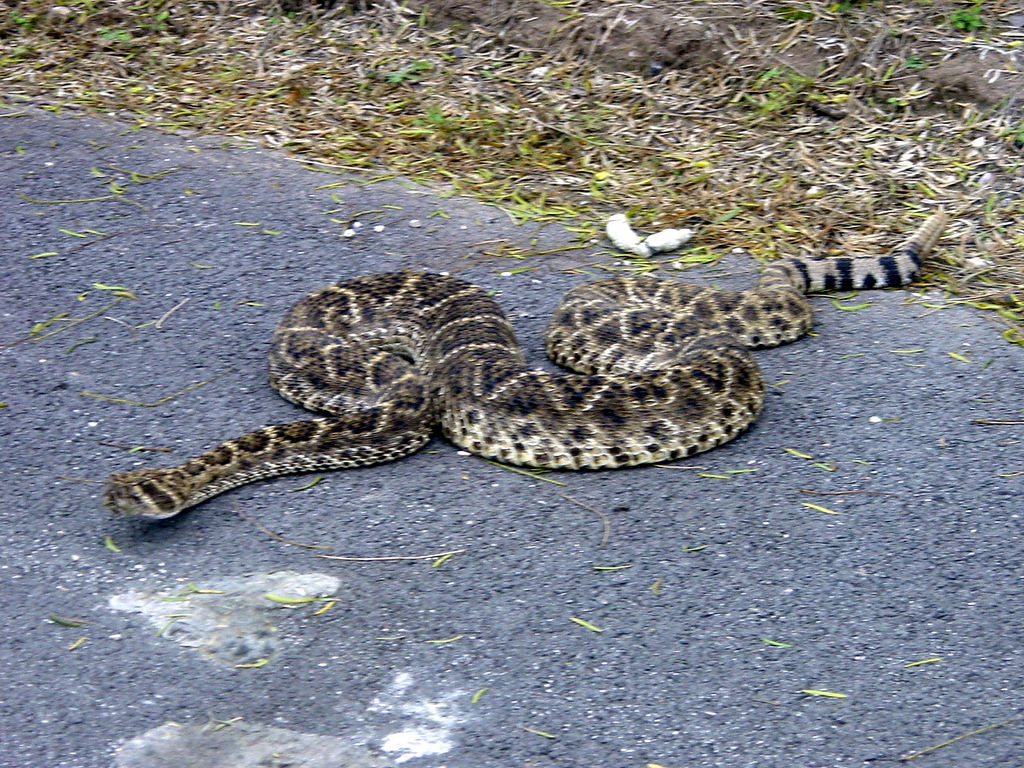 can rattlesnakes kill you