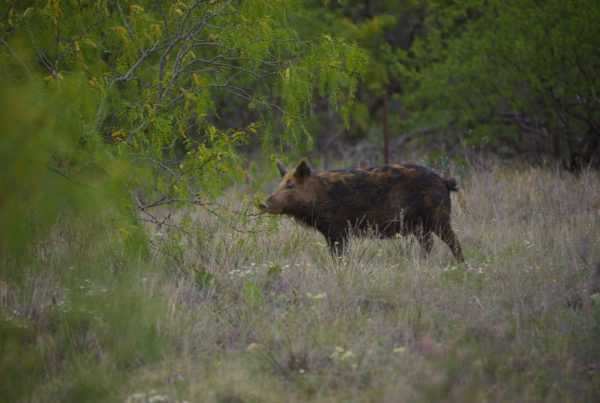 USDA Will Use Bacon-Curing Chemical To Curb Feral Hog Population