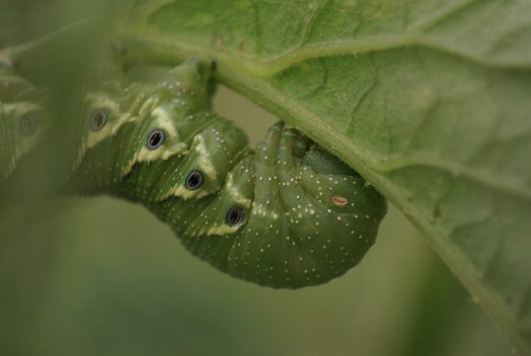 Don’t Let Tomato Hornworms Eat Your Vegetables Before You Can