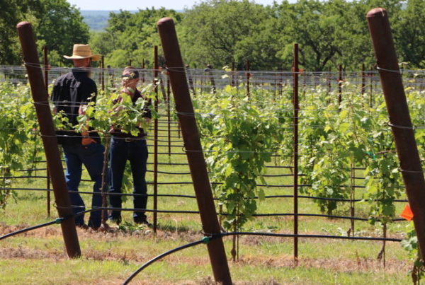 Record Harvest Again Forecast For Texas Wines This Year
