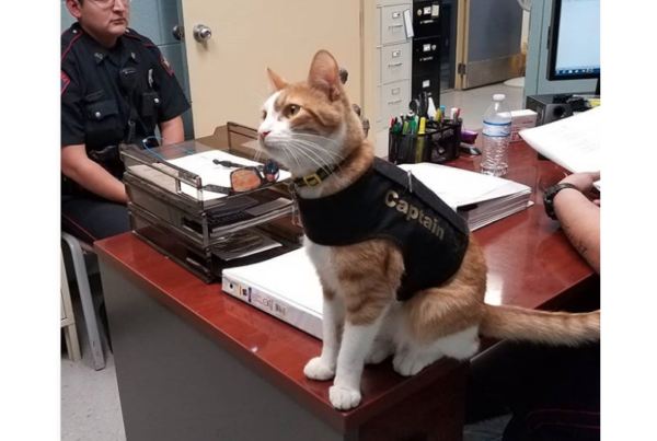 The Long Paw Of The Law: Cat Helps Port Lavaca Police Department Build Community