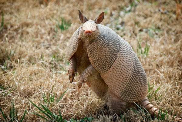 The Armadillo’s Texas Roots Reach Back To Ancient Times