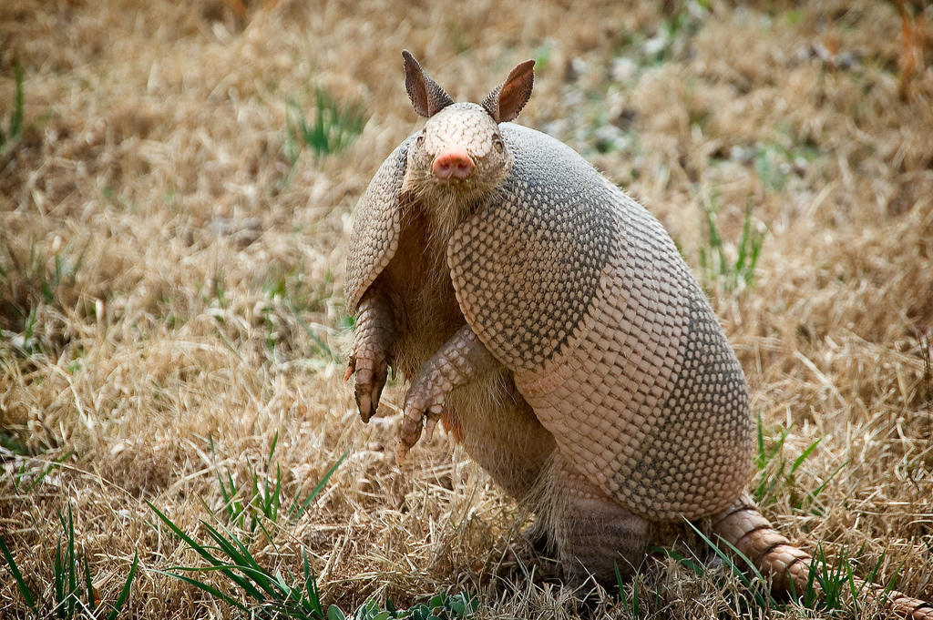 The Armadillo's Texas Roots Reach Back To Ancient Times