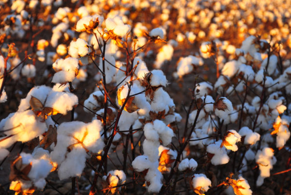 A New Way To Beat Weeds: Add New Genes To Cotton Plants