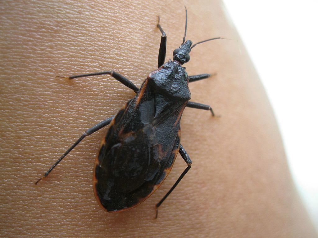 This Bug Spreads A Disease That Might Not Show Symptoms For Years | Texas  Standard