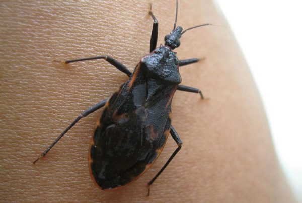 This Bug Spreads A Disease That Might Not Show Symptoms For Years