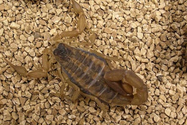 Scorpions Heading Indoors Due To Summer Heat: What You Need To Know