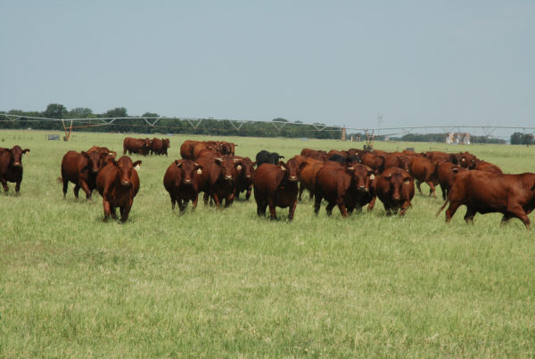 What’s The Safest Way To Protect Texas Cattle From Fever Ticks?