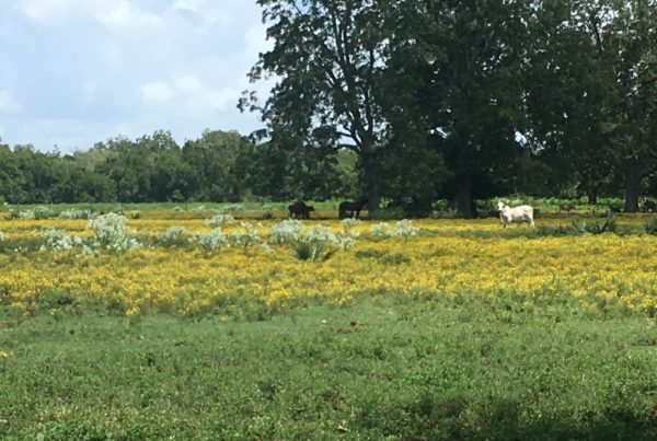 In Brazoria County, Ranchers’ Biggest Post-Storm Battle Is Often A Fight Against Weeds