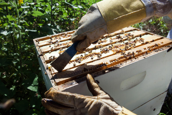 How A Common Herbicide Targets The Gut Health Of Honey Bees
