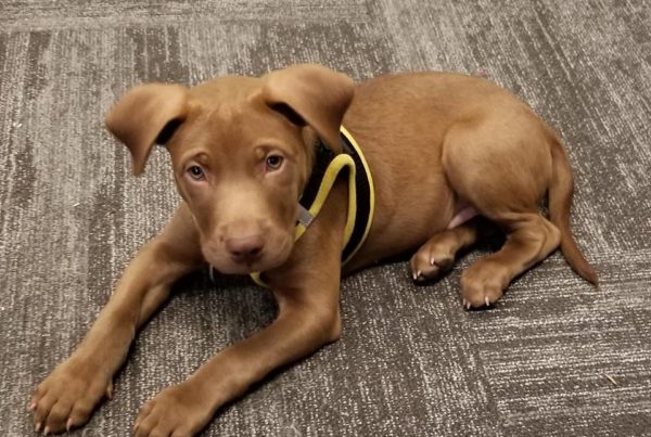 News Roundup: The Newest Team Member At Borger’s 911 Center Is A Little Guy Named Squelch