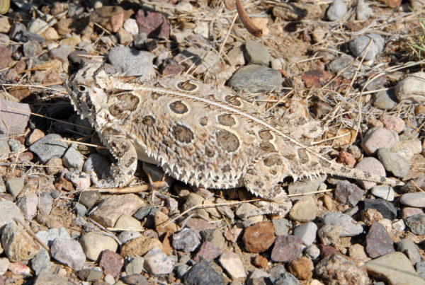 Reviving The Horny Toad: Texas Parks And Wildlife Is Working To Reverse A Population Decline