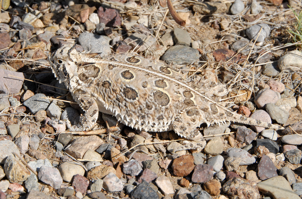 Reviving The Horny Toad: Texas Parks And Wildlife Is Working To