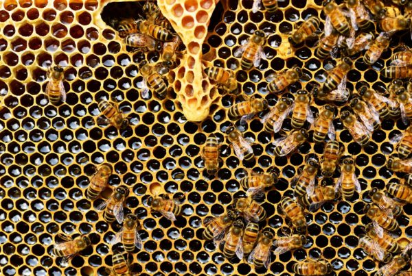 How Do Bees Make Honey? It’s Complicated