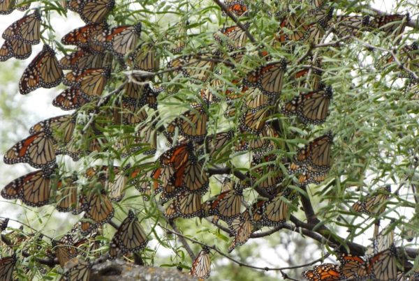 News Roundup: ‘Magical’ Moments As Monarchs Pass Through Texas