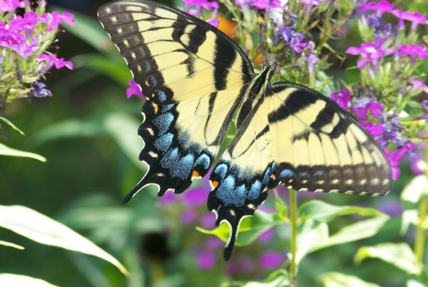 Butterflies Simply ‘Looking For A Place To Mate’ In San Antonio