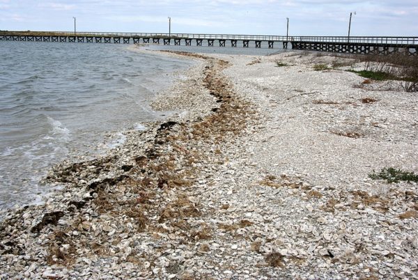 How The Nature Conservancy And Texas Parks & Wildlife Aim To Bring Back Galveston Bay Oysters