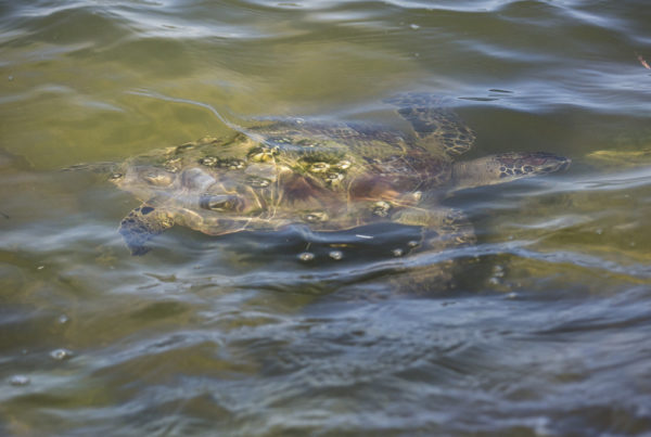 News Roundup: Gulf Coast Seat Turtles Affected By This Week’s Cold Weather Are On The Mend